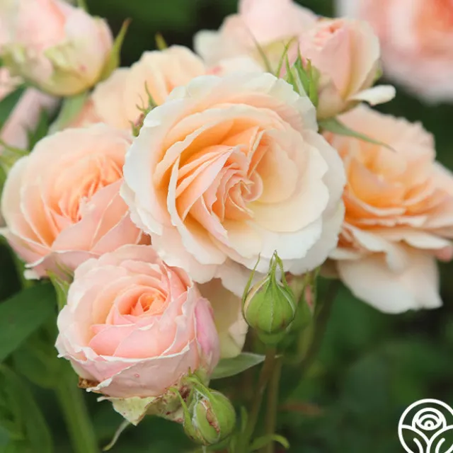 Apricot Abundance™