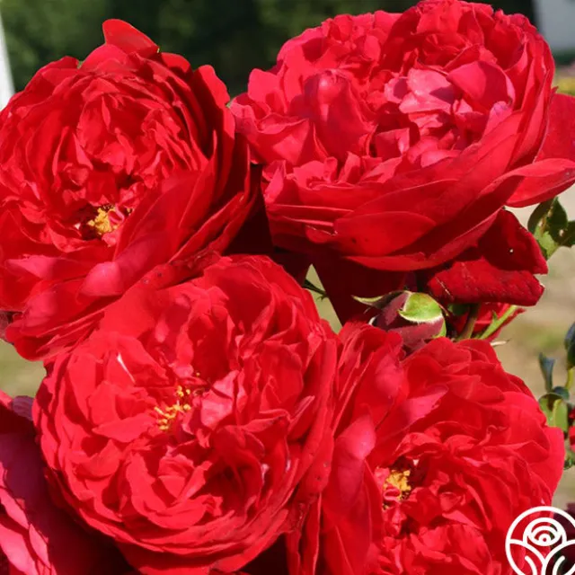 Arborose® Florentina