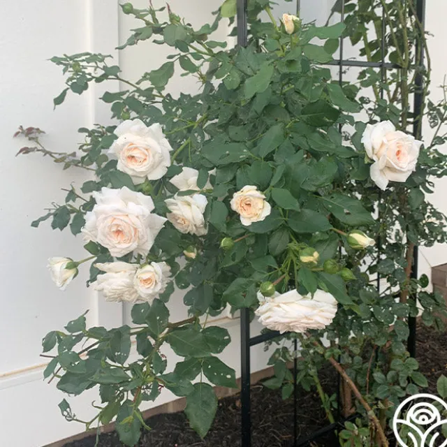 Arborose® Honeymoon