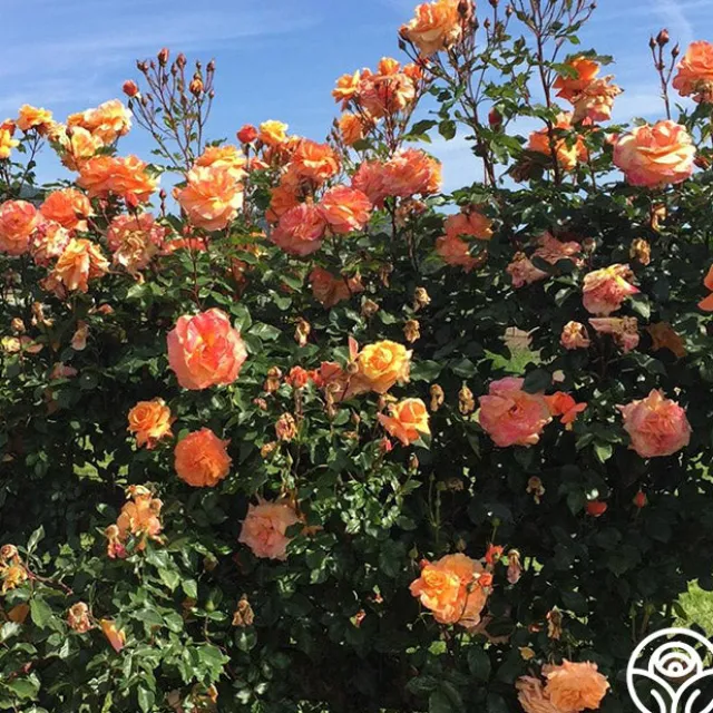 Arborose® Tangerine Skies