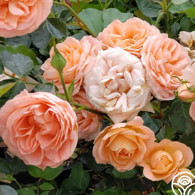 Beautiful Dreamer™