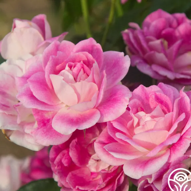 Brilliant Pink Iceberg