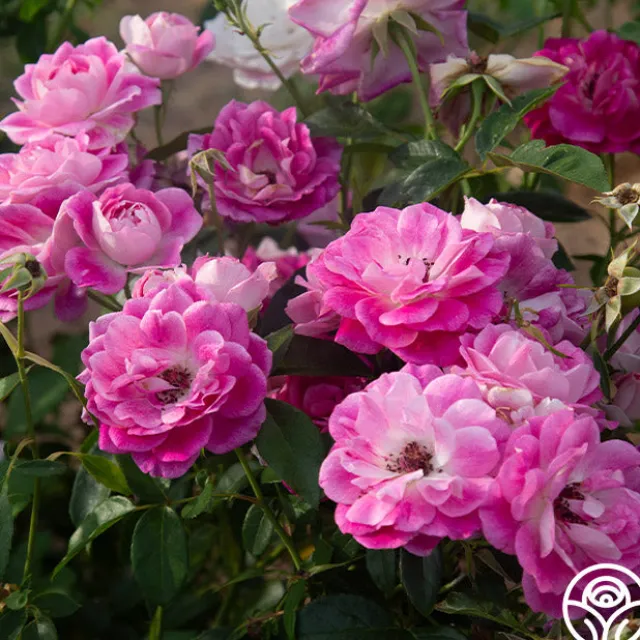 Brilliant Pink Iceberg