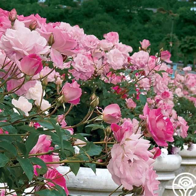 Brilliant Pink Iceberg