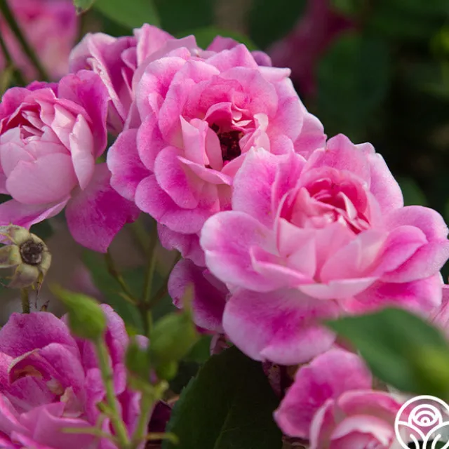 Brilliant Pink Iceberg