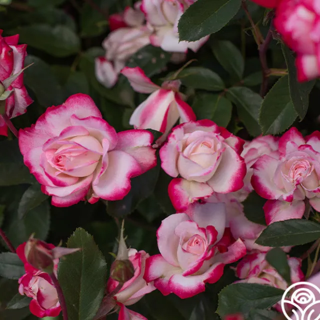 Candy Cane Cocktail™