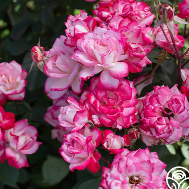 Candy Cane Cocktail™