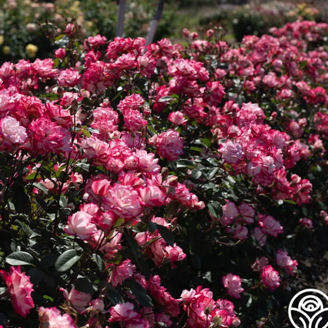 Candy Cane Cocktail™