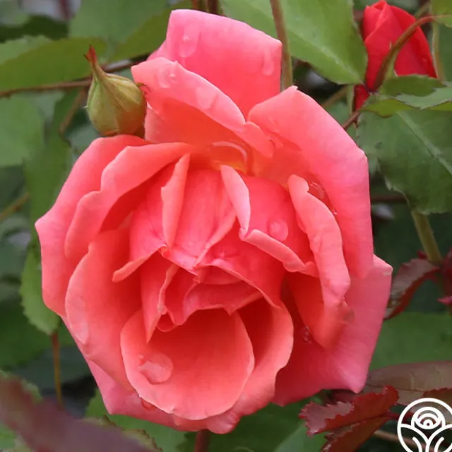 Carefree Celebration