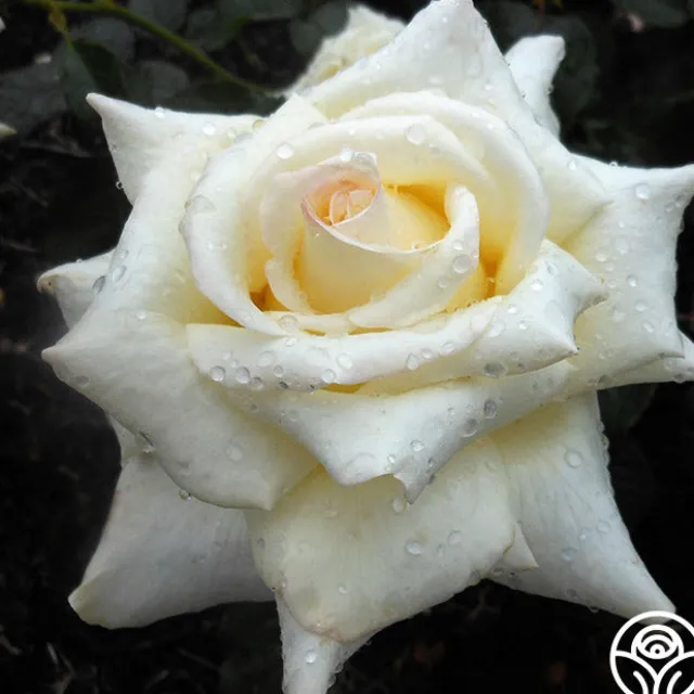 Caroline de Monaco®™