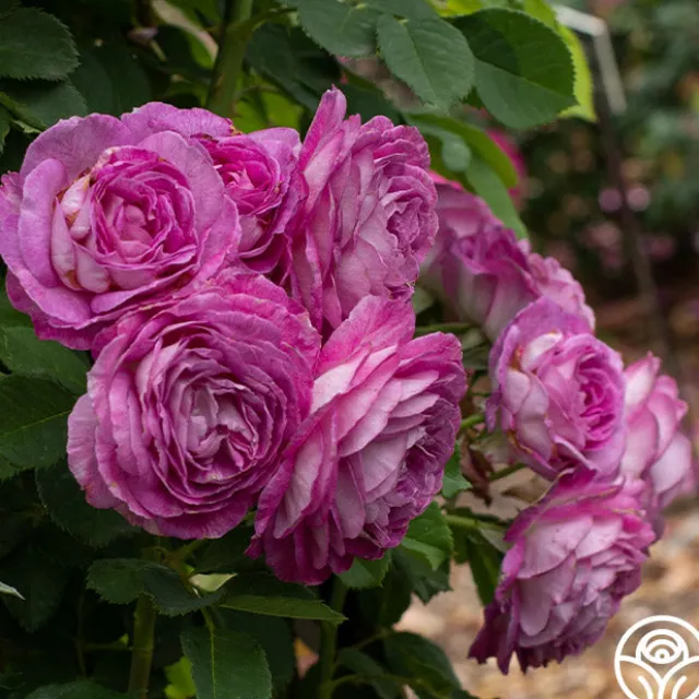 CL Lavender Crush™