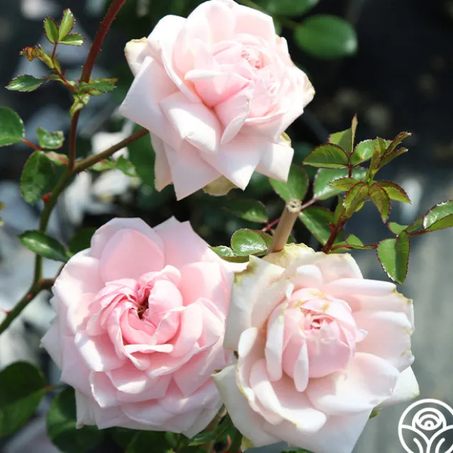 Cottage Garden Collection II