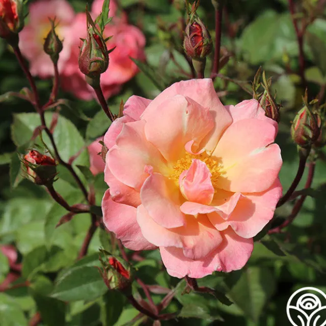 Dancing In The Wind™