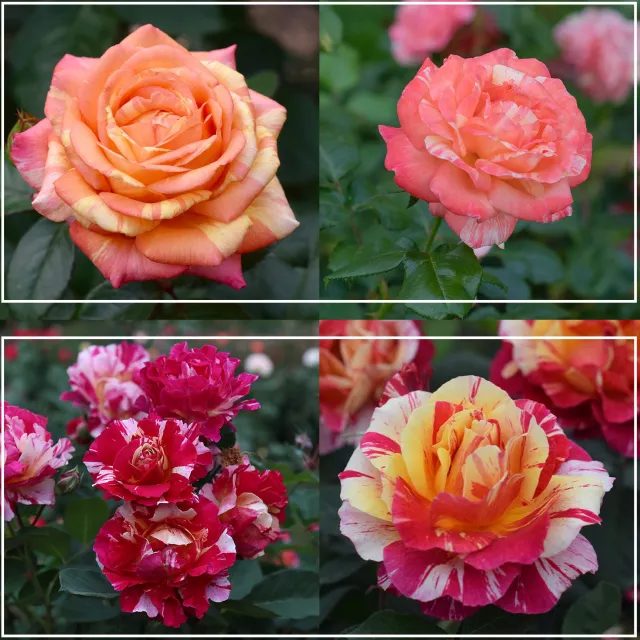 Dramatic Swirls Collection