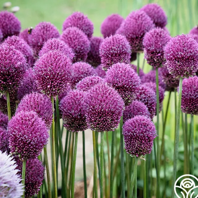 Drumstick Allium