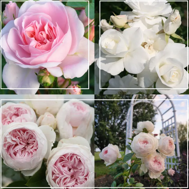 Easy-To-Grow Collection