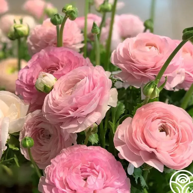 Elegance Rosa Chiaro