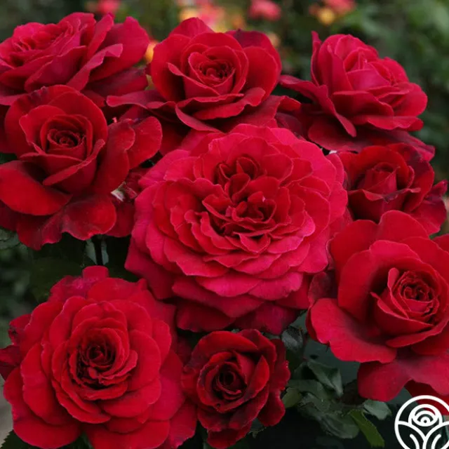 Eleganza® Gypsy Soul