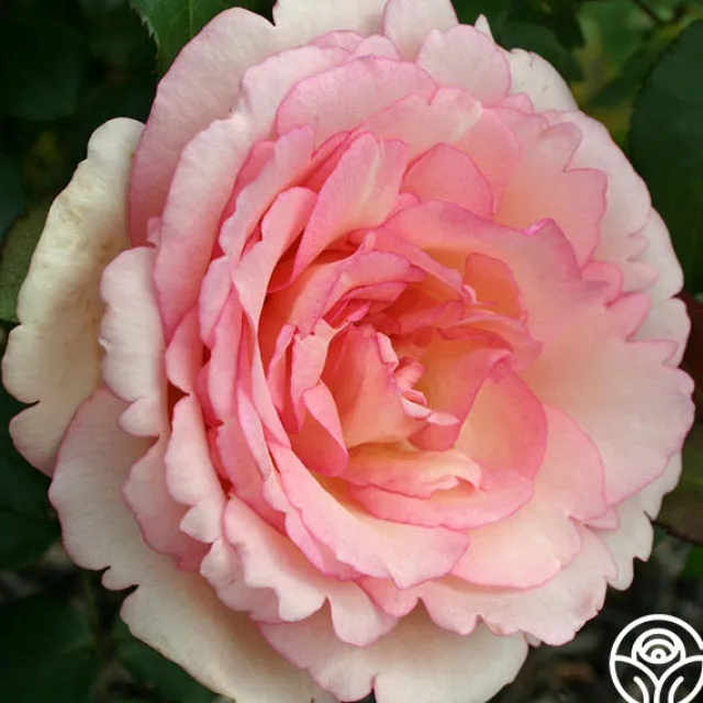 Eleganza® Pink Enchantment®