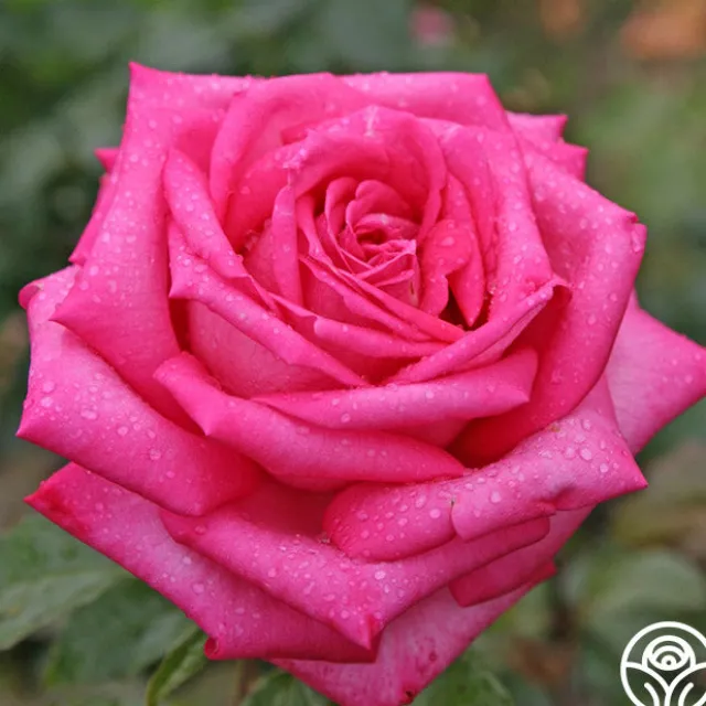 Eleganza® Wedding Bells™