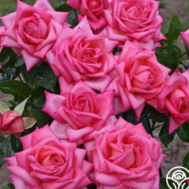 Eleganza® Wedding Bells™