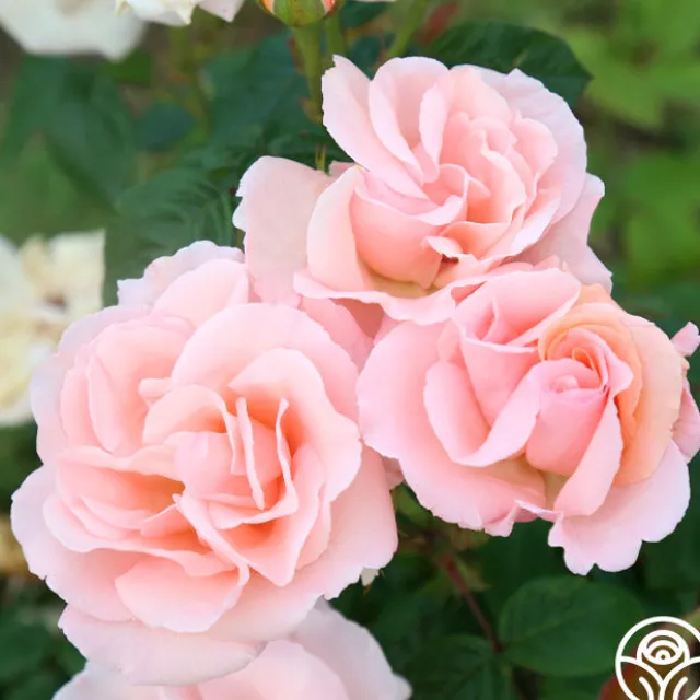 Everest Double Fragrance™