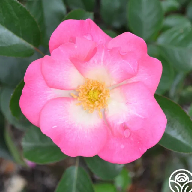 Fashion Statement™