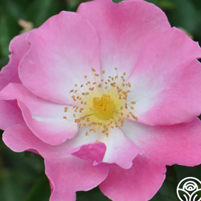 Fashion Statement™