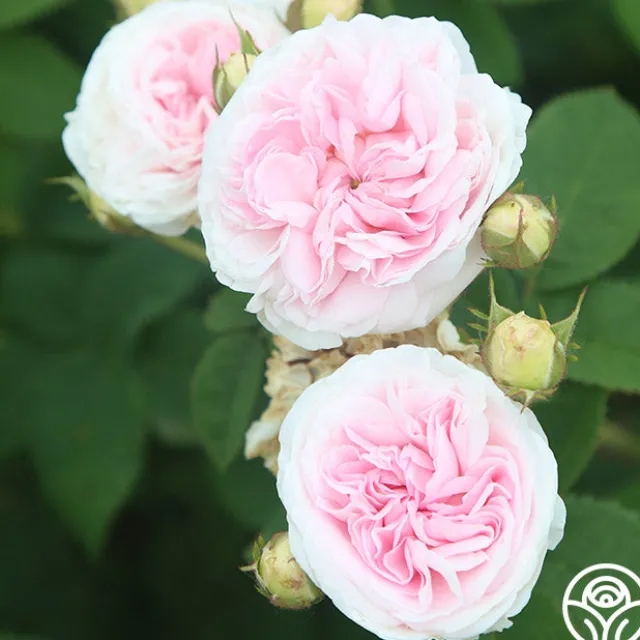 Félicité Parmentier