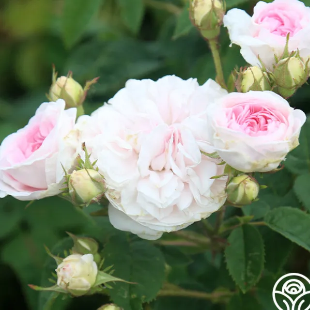 Félicité Parmentier