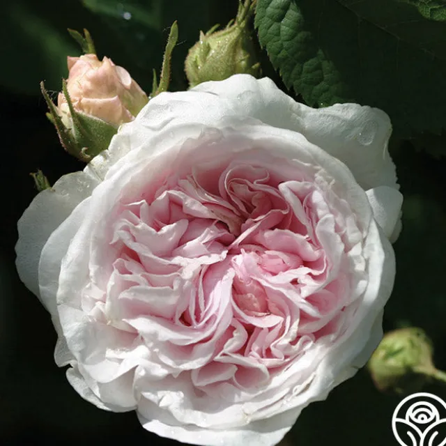 Félicité Parmentier