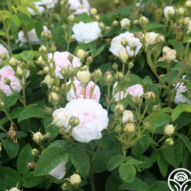 Félicité Parmentier