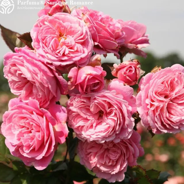 Fragrant Favorites Collection