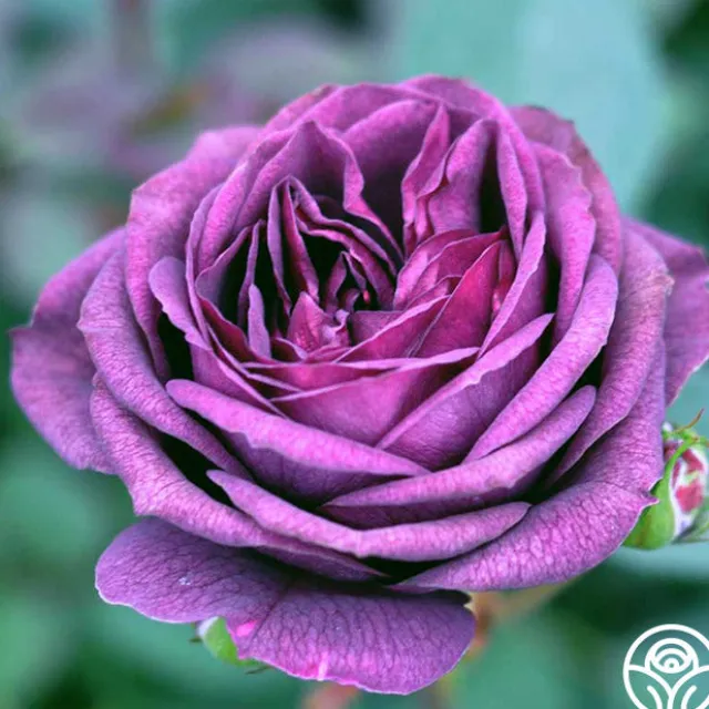 Fragrant Favorites Collection II