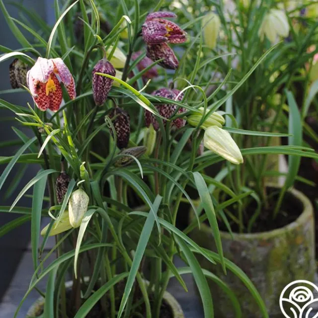 Fritillaria Meleagris Mix