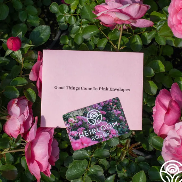 Heirloom Roses Gift Card (Tangible)
