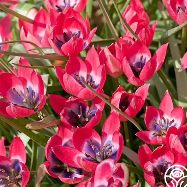 Humilis Little Beauty