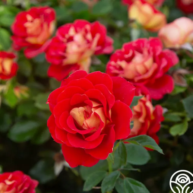 Ketchup & Mustard™