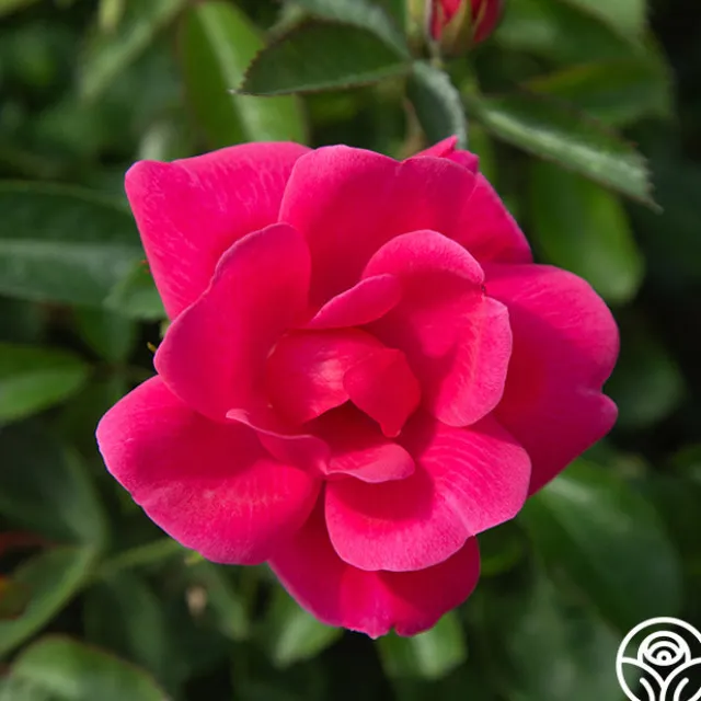 Kolorscape® Flamingo