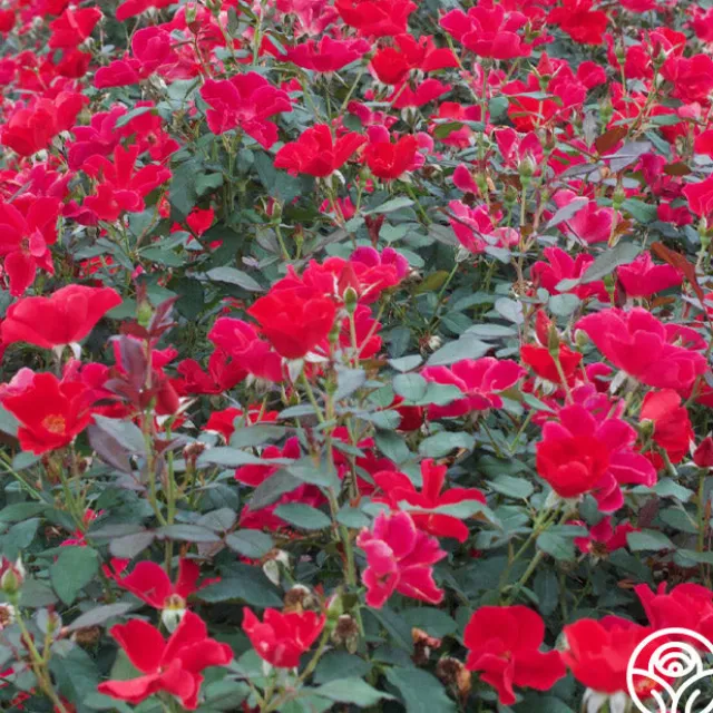 Miracle On The Hudson®