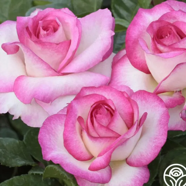 Miss Congeniality™