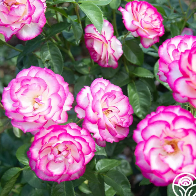 Miss Congeniality™