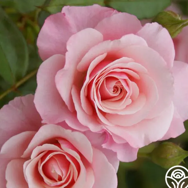 Our Lady Of Guadalupe™