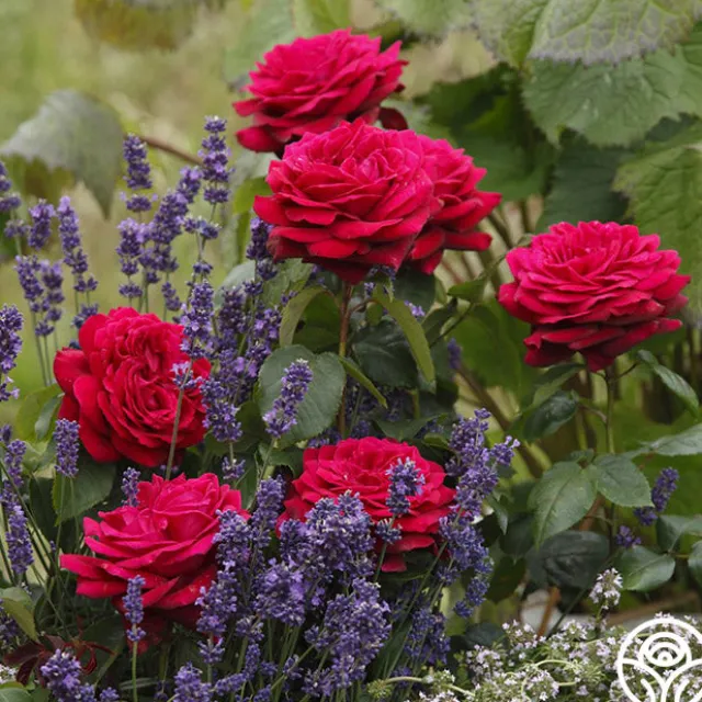 Parfuma® Dark Desire™