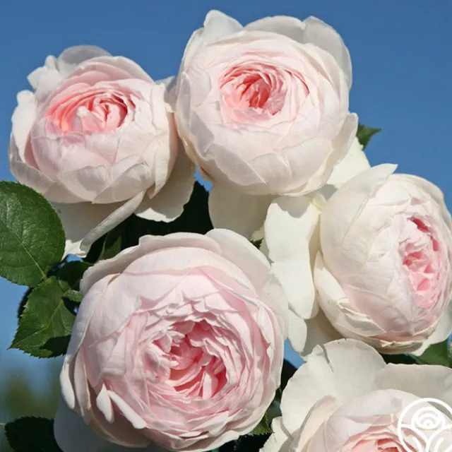 Parfuma® Earth Angel