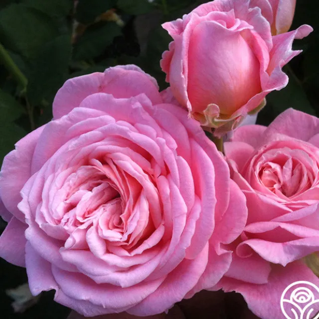 Parfuma® Summer Romance