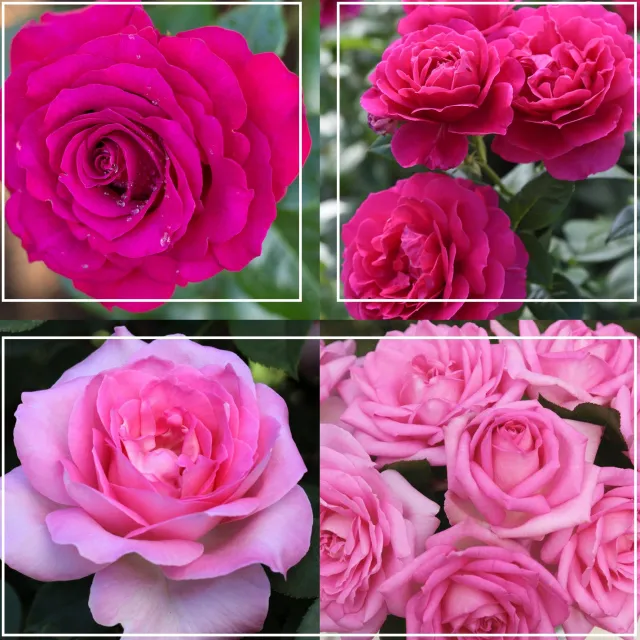 Pink Bouquet Collection