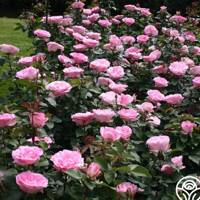 Pink Bouquet Collection