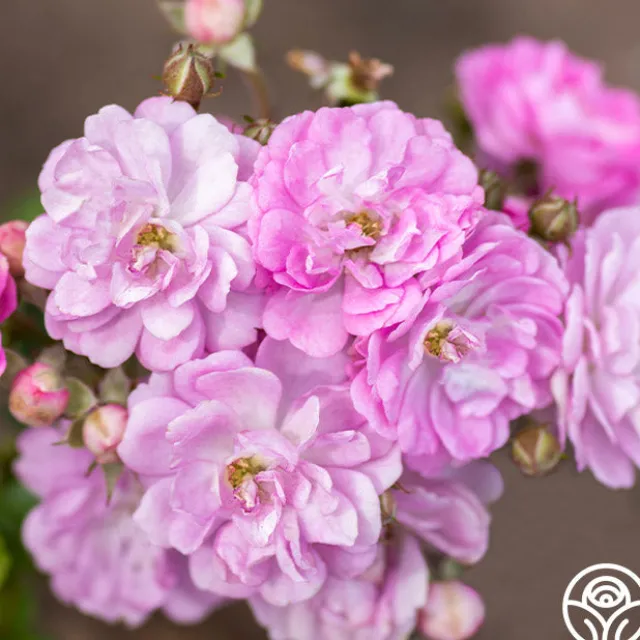 Pretty Polly® Lavender