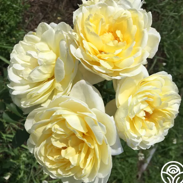 Princess Buttercup®